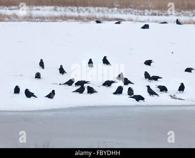 Flock of mixed crows, mainly Rooks, with a Carrion Crow and a Hooded Crow, foraging on snow, with an icy creek in the foreground. Stock Photo