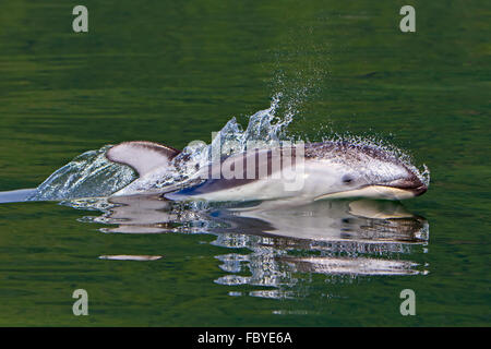 Wild Pacific White Sided Dolphin mirroring in its reflections, travelling with high speed in the waters of Knight Inlet, British Stock Photo