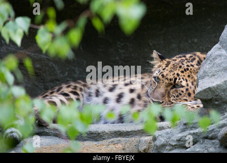 sleepy leopard Stock Photo