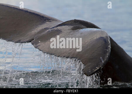 Humpback Whale tail close up with water running off, Knight Inlet, British Columbia, Canada. Stock Photo