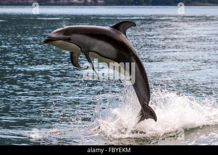 Pacific White Sided Dolphin (Lagenorhynchus obliquidens) jumping in Broughton Archipelago Marine Park in British Columbia, Canad Stock Photo