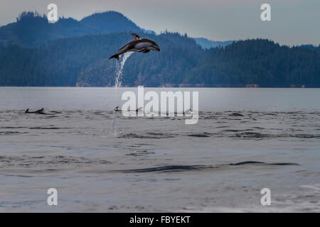 Pacific White Sided Dolphin (Lagenorhynchus obliquidens) jumping in Broughton Archipelago Marine Park in British Columbia, Canad Stock Photo