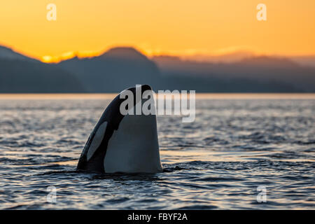 Resident Killer whale (Orcinus orca) spyhopping during sunset in Johnstone Strait, British Columbia, Canada. Stock Photo