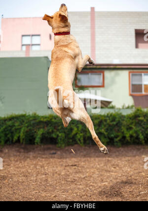 Dog jumps high in dog park Stock Photo