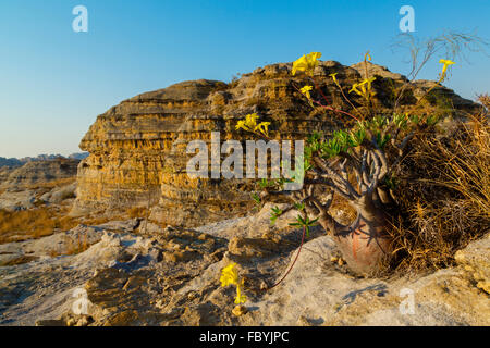 Elephant foot plant, dioscoreara,dioscoreaceaae ,The Isalo national park, Madagascar Stock Photo