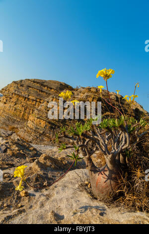 Elephant foot plant, dioscoreara,dioscoreaceaae ,The Isalo national park, Madagascar Stock Photo