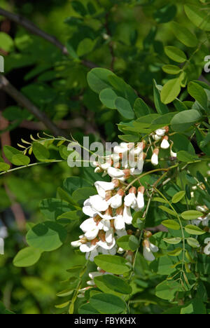 Flowering robinia in spring Stock Photo