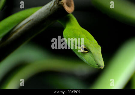 The Green Vine Snake (Ahaetulla nasuta), a reptile found in tropical trees. Stock Photo