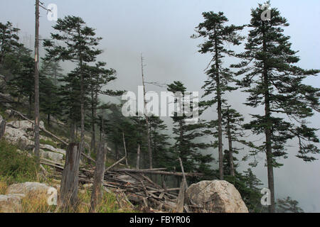 Shanxi Province Qinling Forest City Larix chinensis in Protected Areas Stock Photo