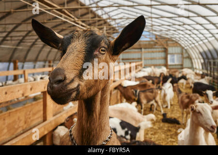 goats at Misty Creek Dairy in Leola, Lancaster County Pennsylvania Stock Photo