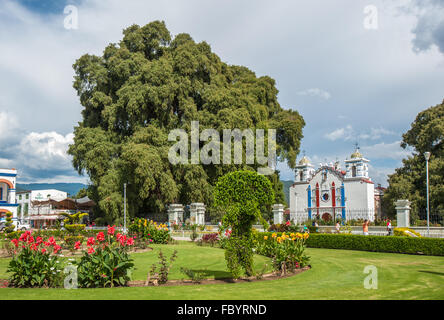 Arbol del Tule, a giant sacred tree in Tule, Oaxaca, Mexico Stock Photo