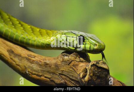 The Green Mamba (Dendroaspis viridis), a venomous snake native to the jungles of Africa. Stock Photo