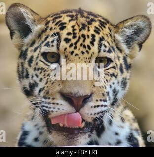 Portrait photograph of a young cub Jaguar (Panthera onca). Stock Photo