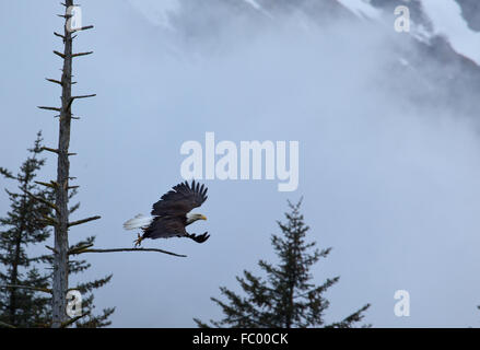 Bald eagle takes flight in Seward Alaska Stock Photo