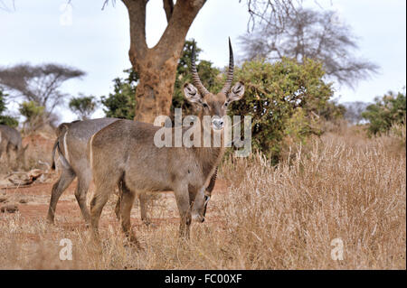 Water Bucks in Tsavo East National Park Stock Photo