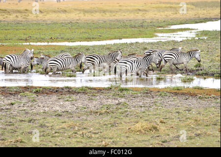 Zebras take a refreshment in Amboseli Stock Photo