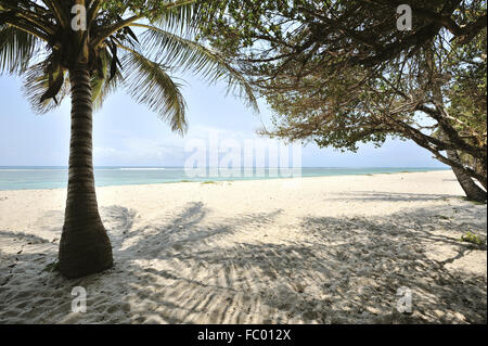Shady place of dream on the sandy Beach