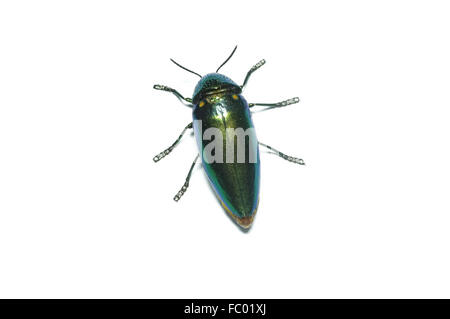 Jewel beetle, Metallic wood-boring beetle in Thailand Stock Photo