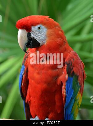 The Scarlet Macaw (Ara macao), a bird native to South America's Amazon Rainforest.