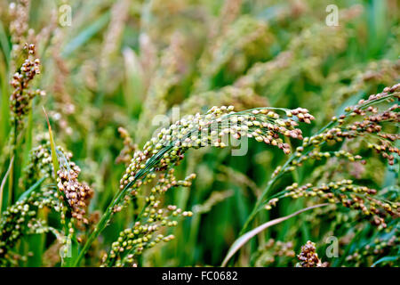 Millet stalks green Stock Photo