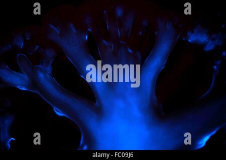 Luminescence with Luminol Stock Photo: 93435284 - Alamy
