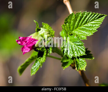 Red flowering currant, Ribes sanguineum, is native to the Pacific Northwest of North America. Stock Photo