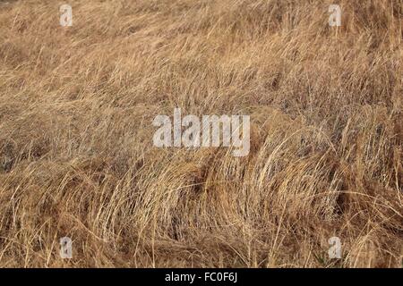 Teff Feld in ├äthiopien Stock Photo