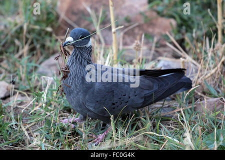 Amharentaube Stock Photo