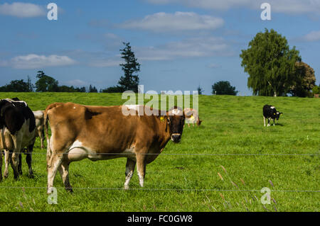 Cows in a pasture on a farm near Saint Paul, Oregon, USA Stock Photo