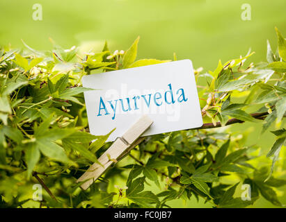 The Word „Ayurveda“ in a fan-maple tree Stock Photo