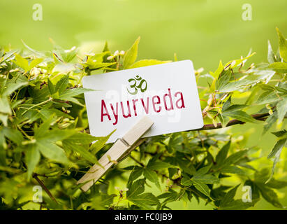 The Word „Ayurveda“ in a fan-maple tree Stock Photo