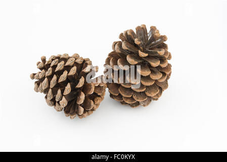 Two dried pine cones on isolated white background Stock Photo