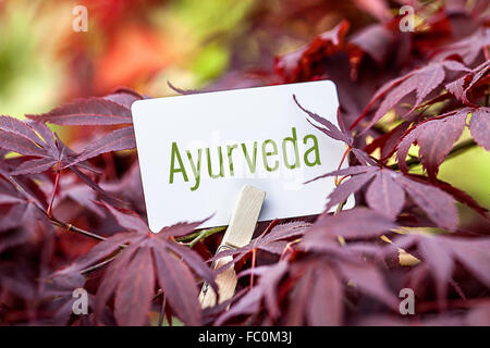 The Word „Ayurveda“ in a fan-maple tree Stock Photo