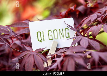 The Word „Qi Gong“ in a fan-maple tree Stock Photo