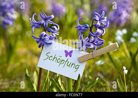 The word „Schöpfung“ with  hyacinths Stock Photo