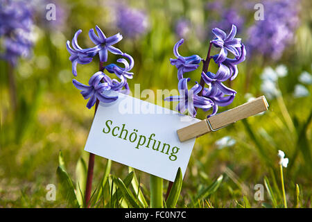 The word „Schöpfung“ with  hyacinths Stock Photo