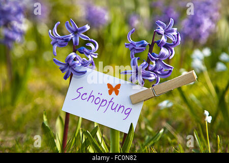 The word „Schöpfung“ with  hyacinths Stock Photo