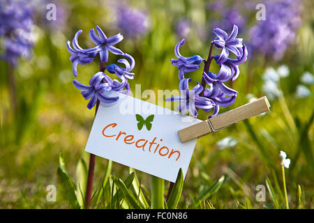 The word „Creation“ with  hyacinths Stock Photo