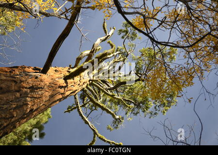 Giant sequoia from the bottom Stock Photo