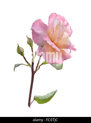 Rose on a white background. Pink color. Watercolor illustration. Making ...