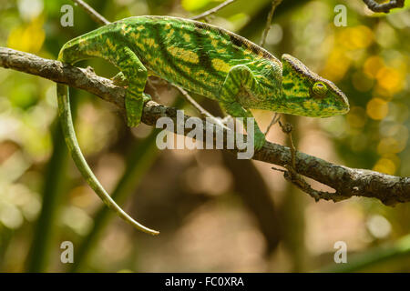 Chameleon, Madagascar Stock Photo