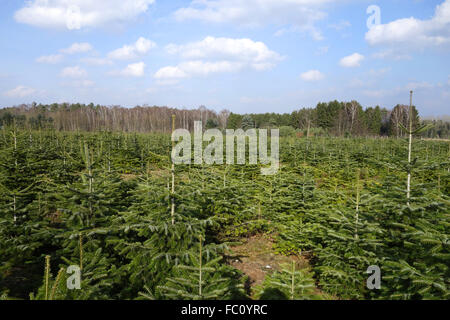 Christmas tree plantation Stock Photo