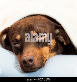 mixed dog sleeping on bed at home