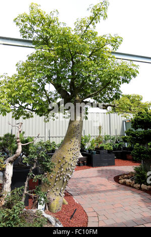 Ceiba Speciosa or Chorisia Speciosa also known as The Silk Floss Tree Stock Photo