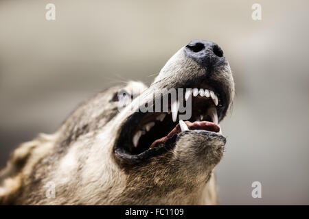 Wild gray wolf animal Stock Photo