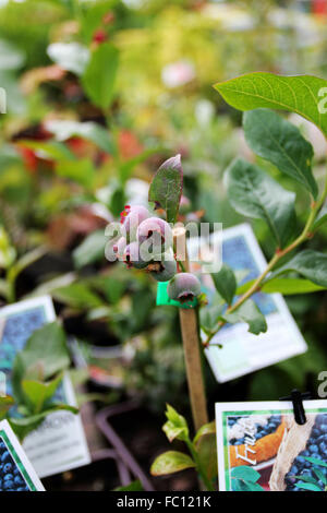 Growing blueberries or known as Vaccinium corymbosum Stock Photo