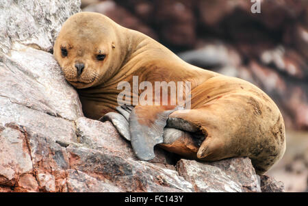 Sleeping sea lion cub Stock Photo