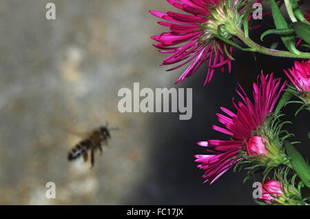 Bee approaching Aster Flowers Stock Photo