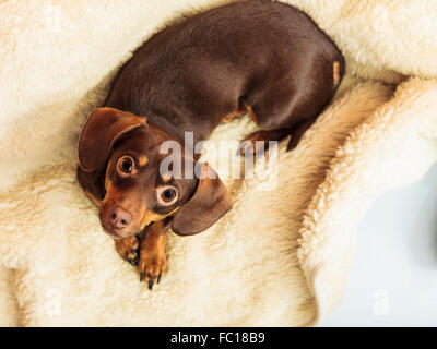 mixed dog relaxing on bed at home