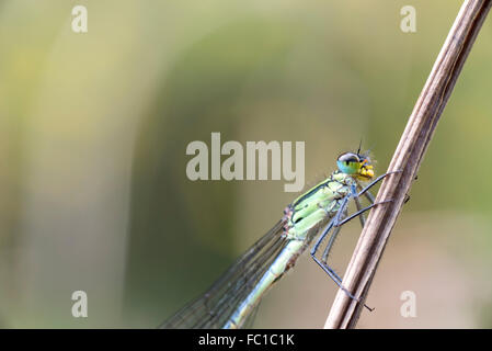 A close up of the compound eye of an Ethiopia Sprite (Pseudoagrion guichardi), a highland endemic damselfly Stock Photo